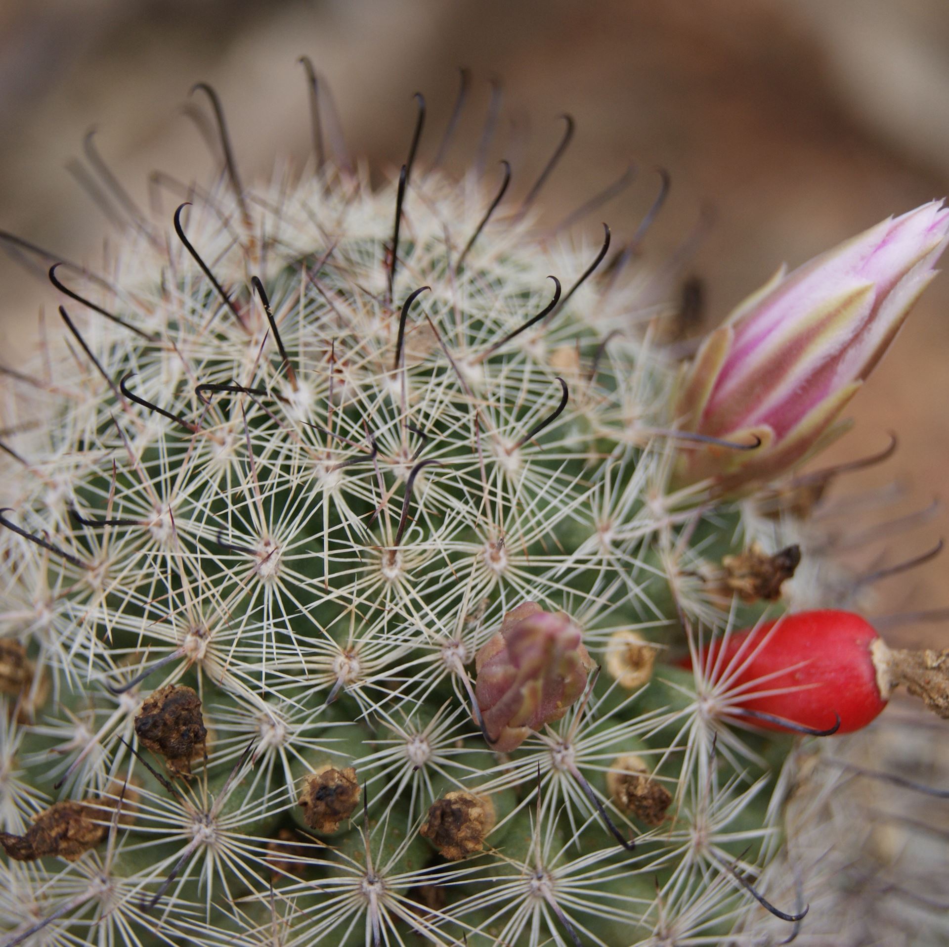Pincusion cactus